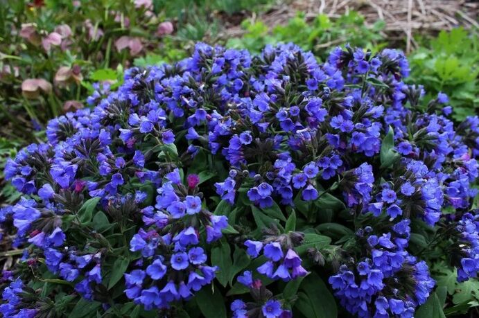 Mednossi flowers